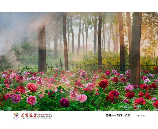 （菏澤市曹州牡丹園。圖片來源：菏澤市攝影家協會郝傳云）